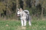 ALASKAN MALAMUTE 123